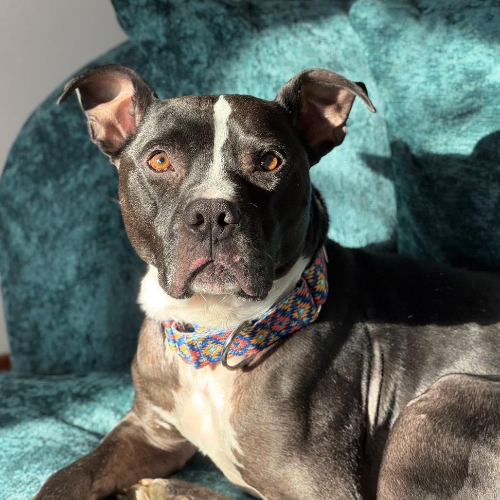 Enlarge Skipper, a Adoptable Mixed Breed in Springboro, OH image 6/6