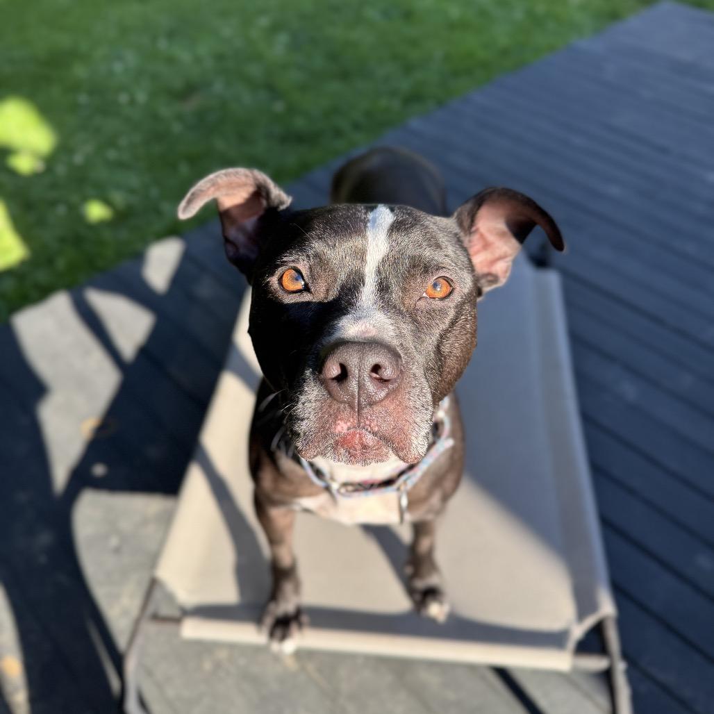 Enlarge Skipper, a Adoptable Mixed Breed in Springboro, OH image 6/6