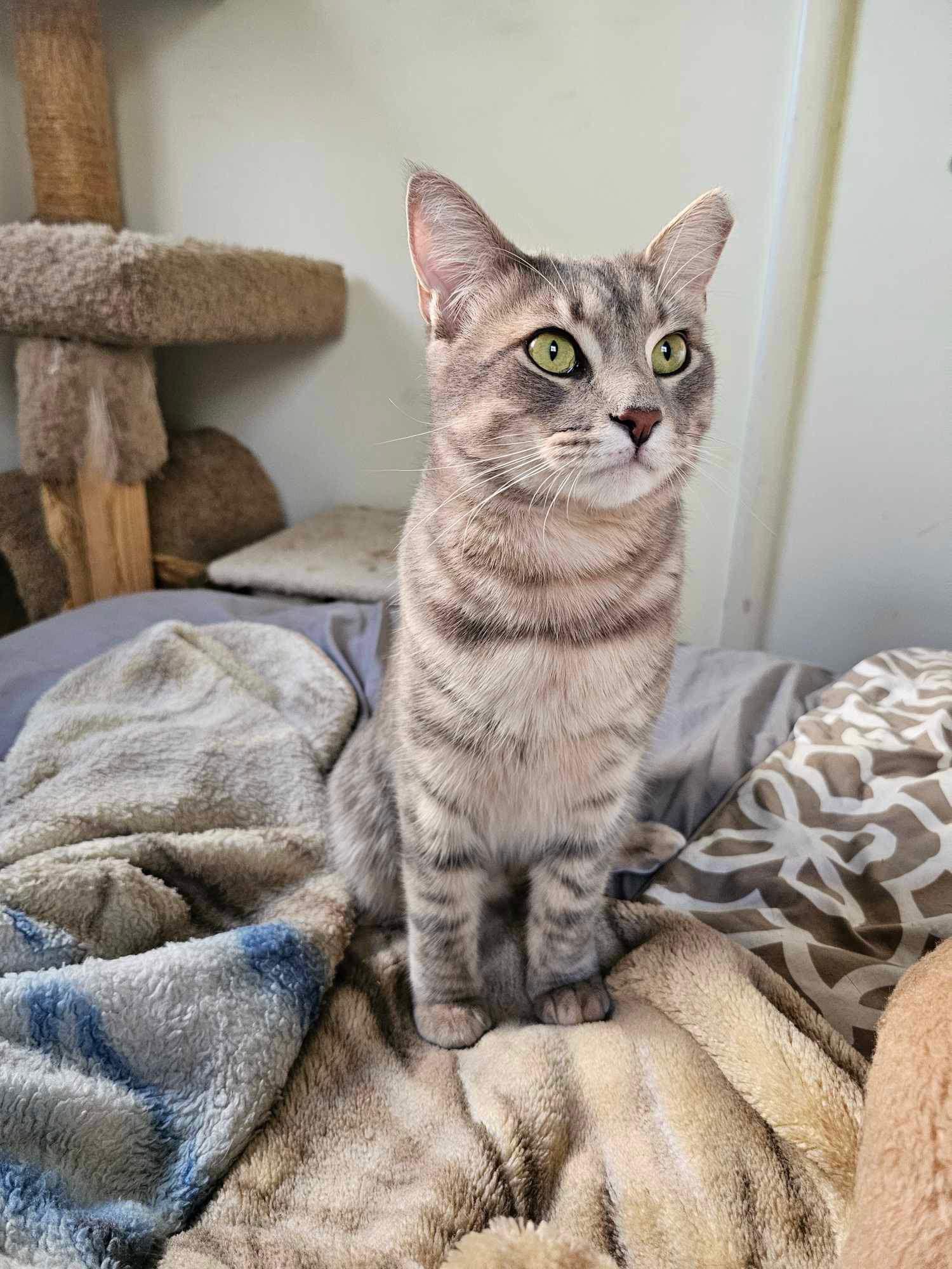 TNT Tanner and Tucker, Adopted, Young Male Domestic Short Hair.