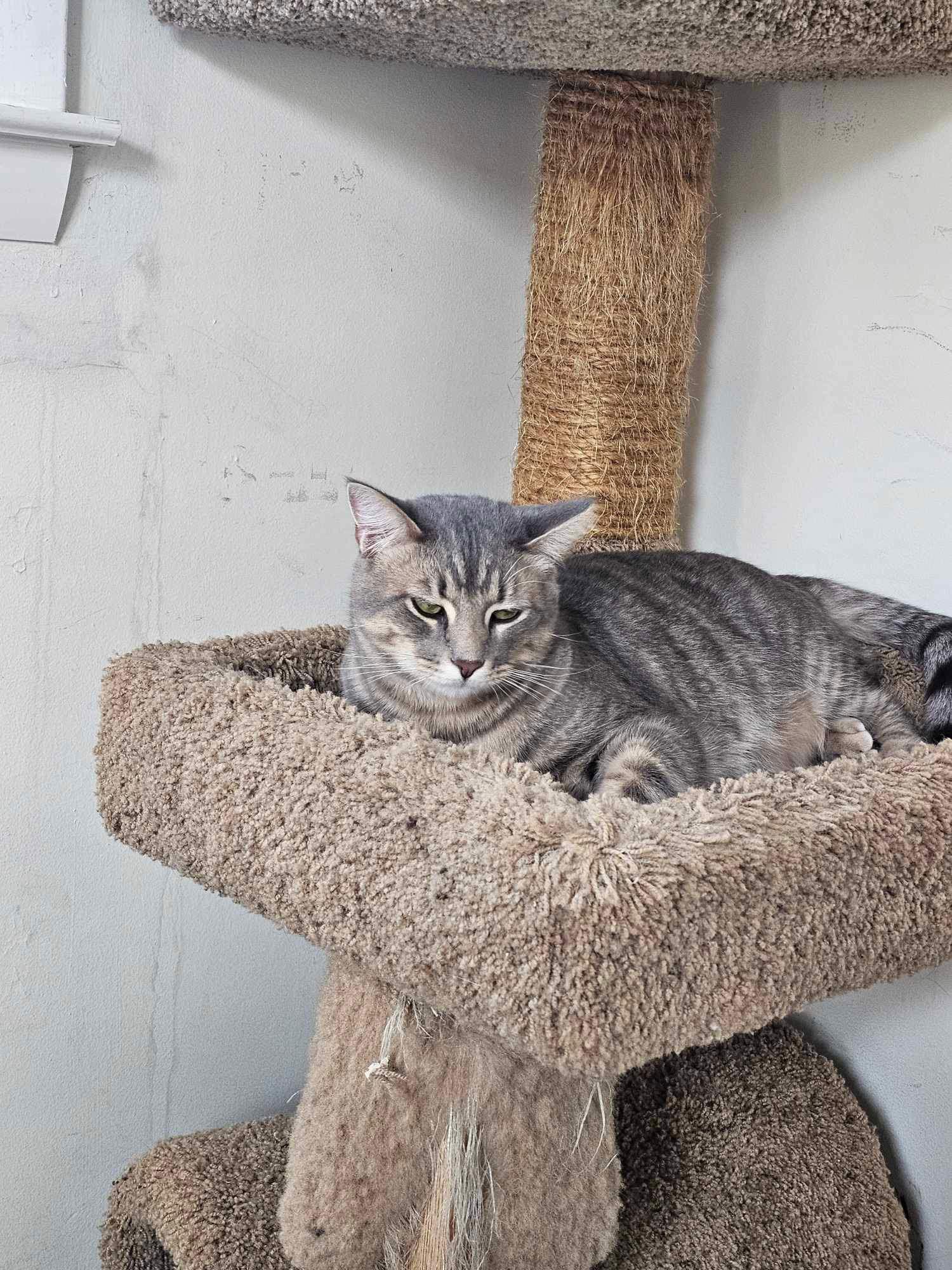 Enlarge TNT Tanner and Tucker, a Adopted Domestic Short Hair in Forest Hill, MD image 2/3