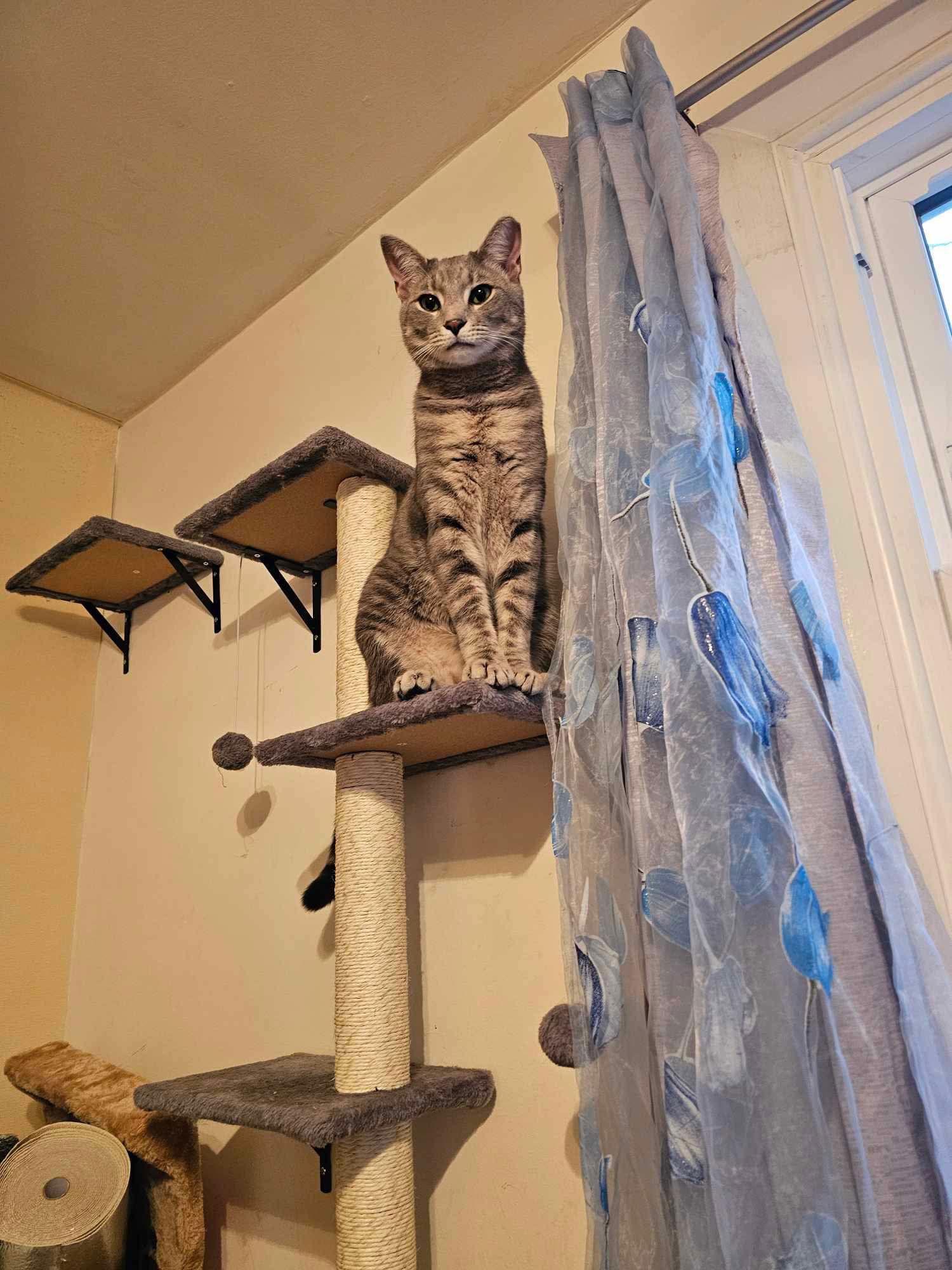 Enlarge TNT Tanner and Tucker, a Adopted Domestic Short Hair in Forest Hill, MD image 3/3