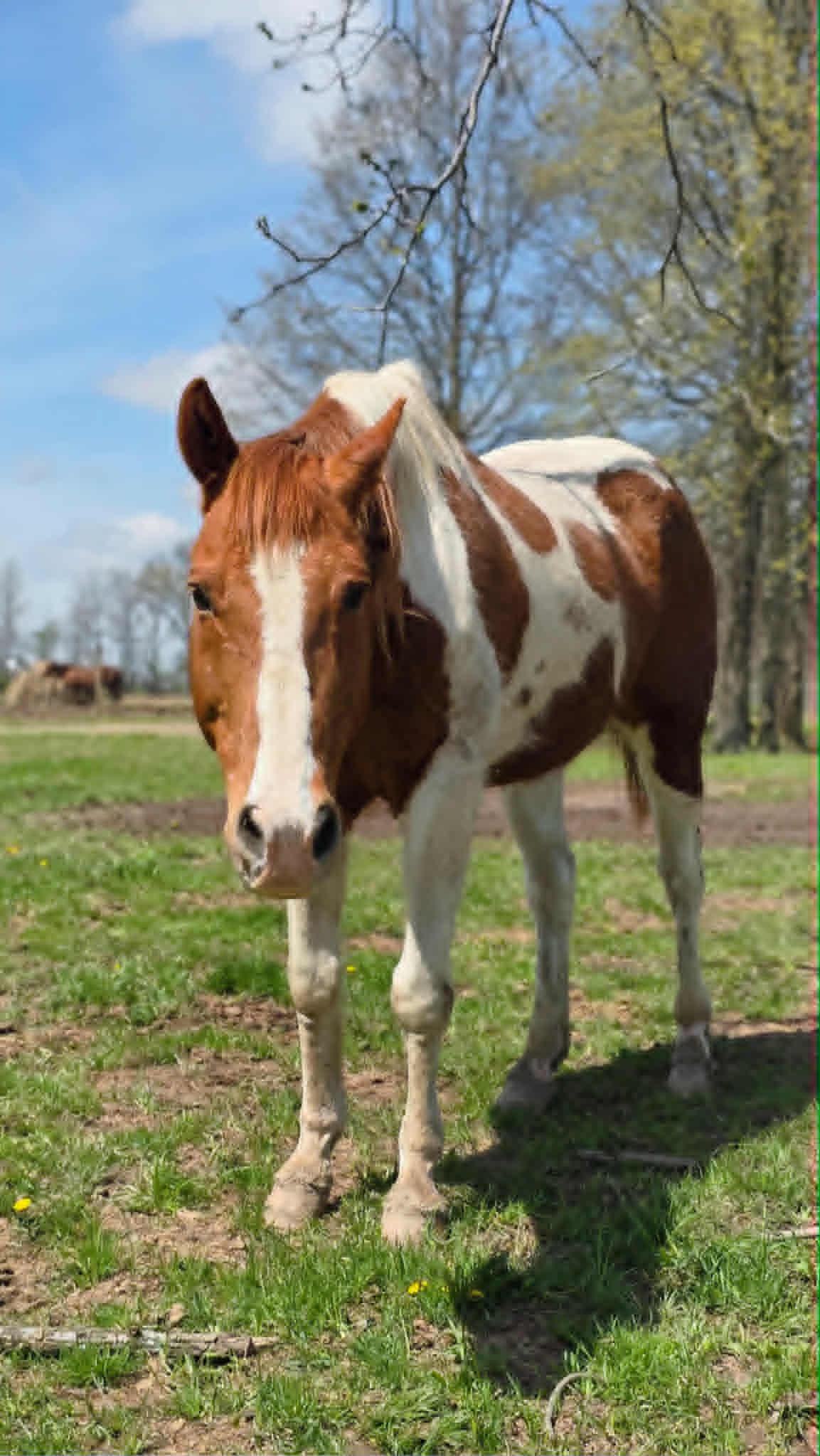 Spot, ADOPTABLE, Senior Male Paint / Pinto.