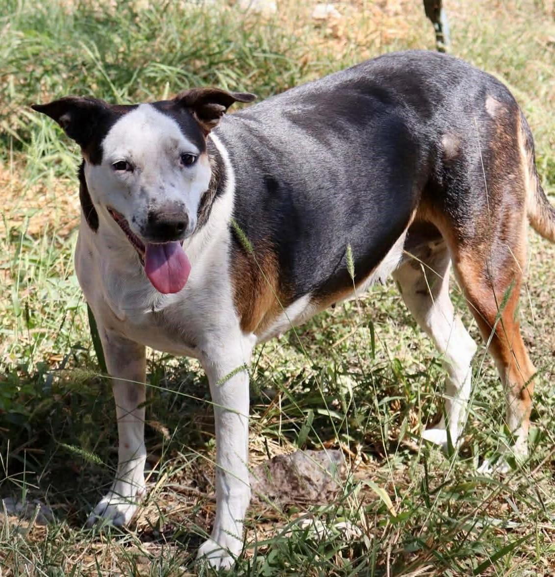 Enlarge Shirley, a Adoptable mixed breed in East Hartford, CT image 2/5