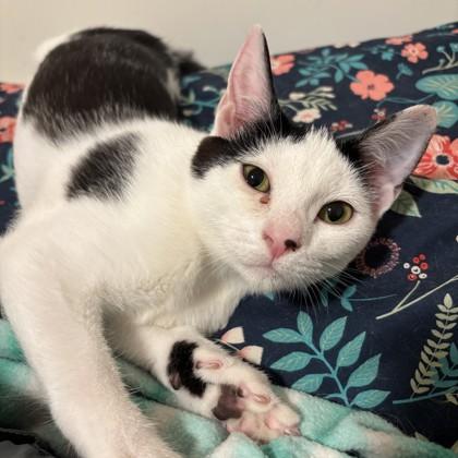 Sunny, a Adoptable mixed breed in Verona, WI image 1/3