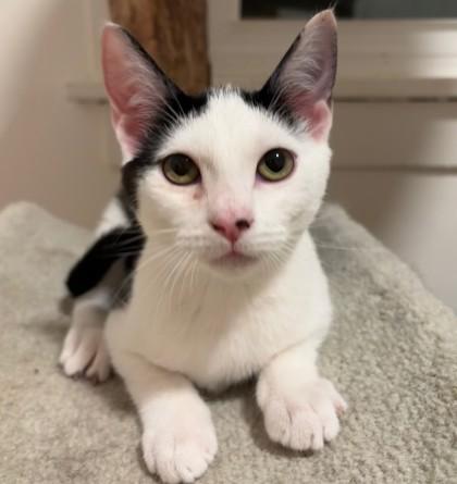 Sunny, a Adoptable mixed breed in Verona, WI image 2/3