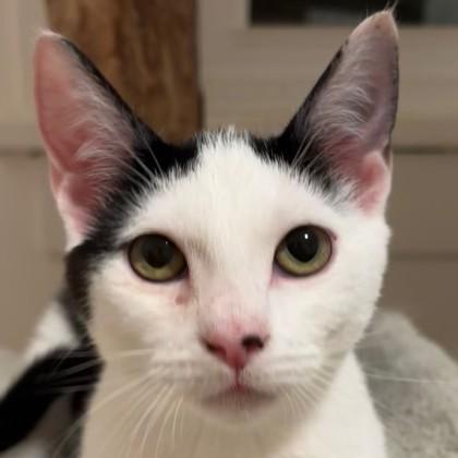 Sunny, a Adoptable mixed breed in Verona, WI image 3/3
