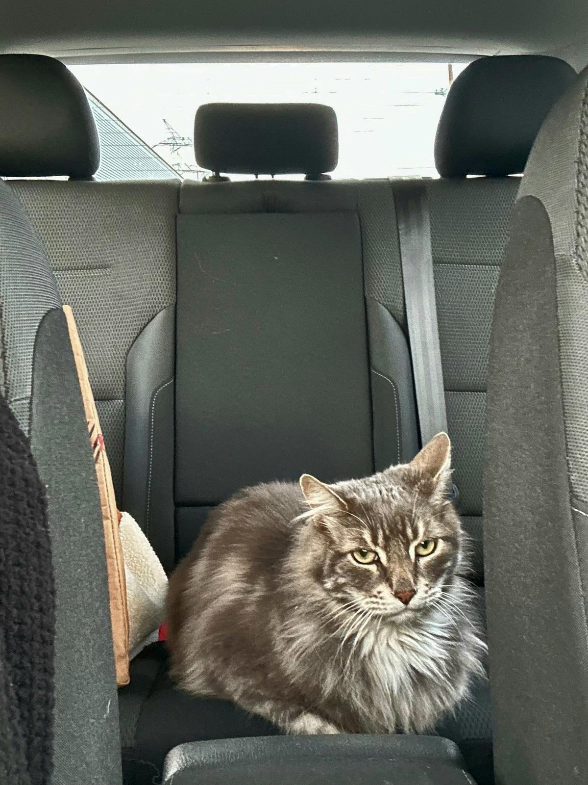 Sterling (bonded to Jet), ADOPTABLE, Adult Male Turkish Angora & Siberian.