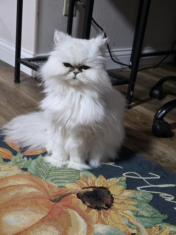 Enlarge Kiki Diva, a Adopted Persian in Aurora, IN image 1/4