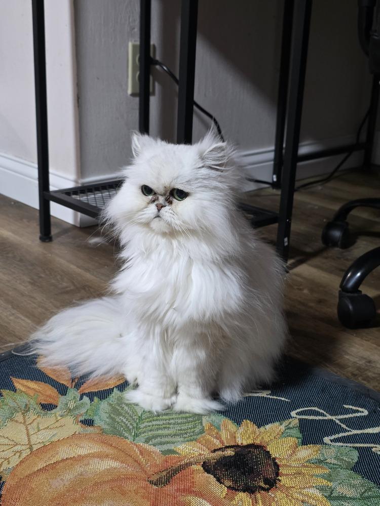 Enlarge Kiki Diva, a Adopted Persian in Aurora, IN image 2/4