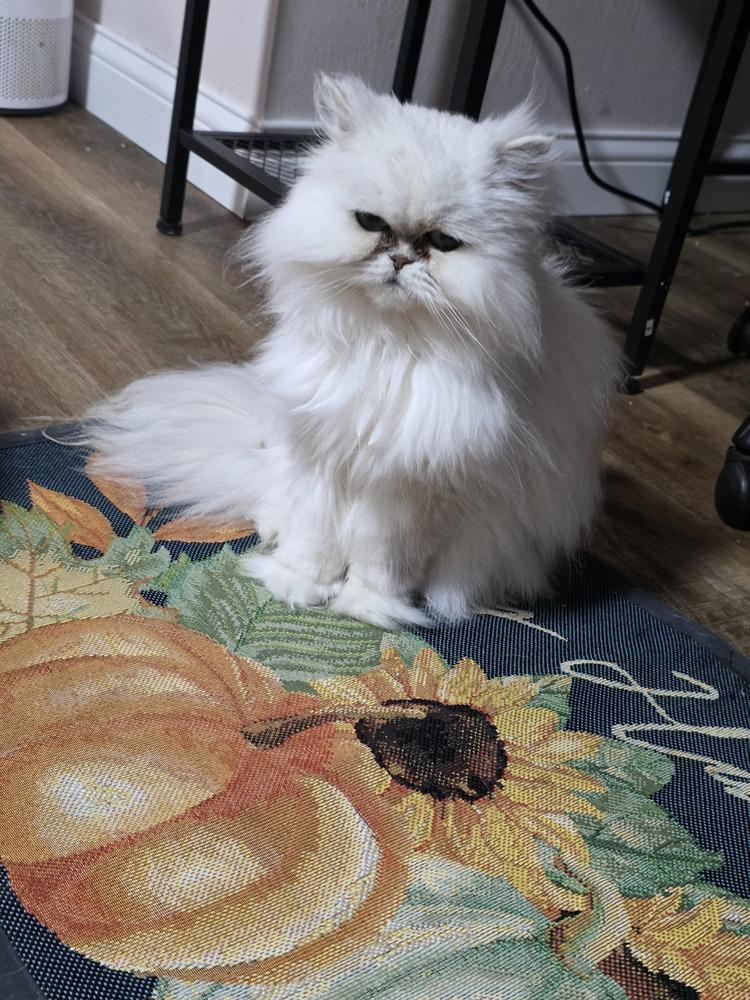 Enlarge Kiki Diva, a Adopted Persian in Aurora, IN image 3/4