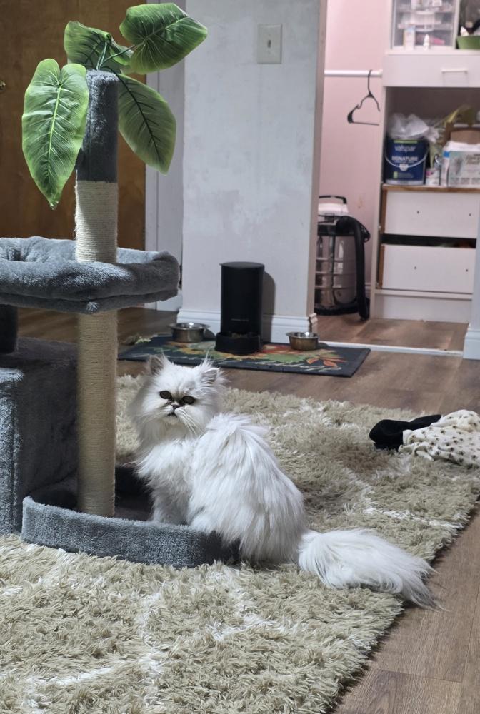 Enlarge Kiki Diva, a Adopted Persian in Aurora, IN image 4/4