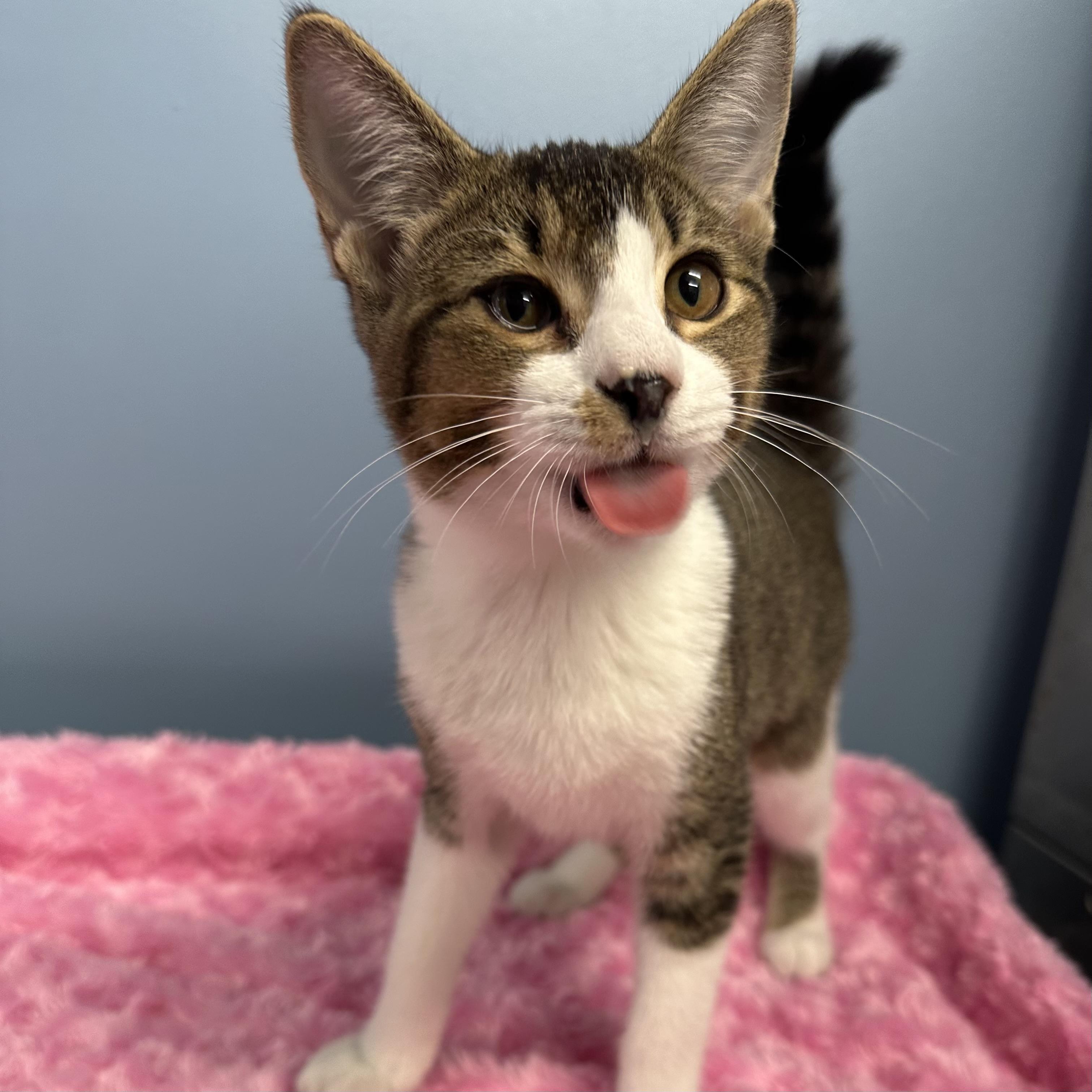 Enlarge Fifi, a Adoptable Domestic Short Hair in Exeter, RI image 3/3