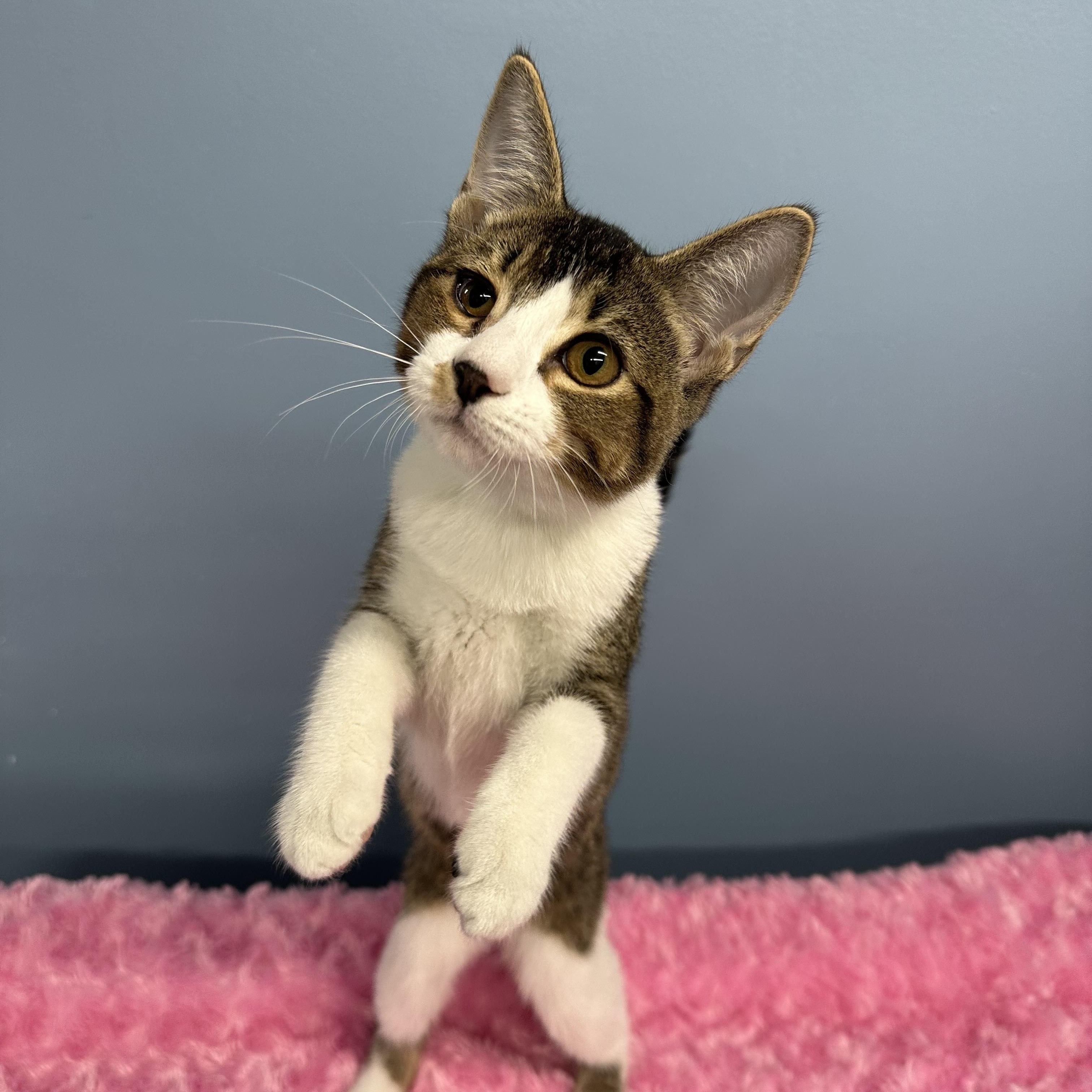 Enlarge Fifi, a Adoptable Domestic Short Hair in Exeter, RI image 2/3