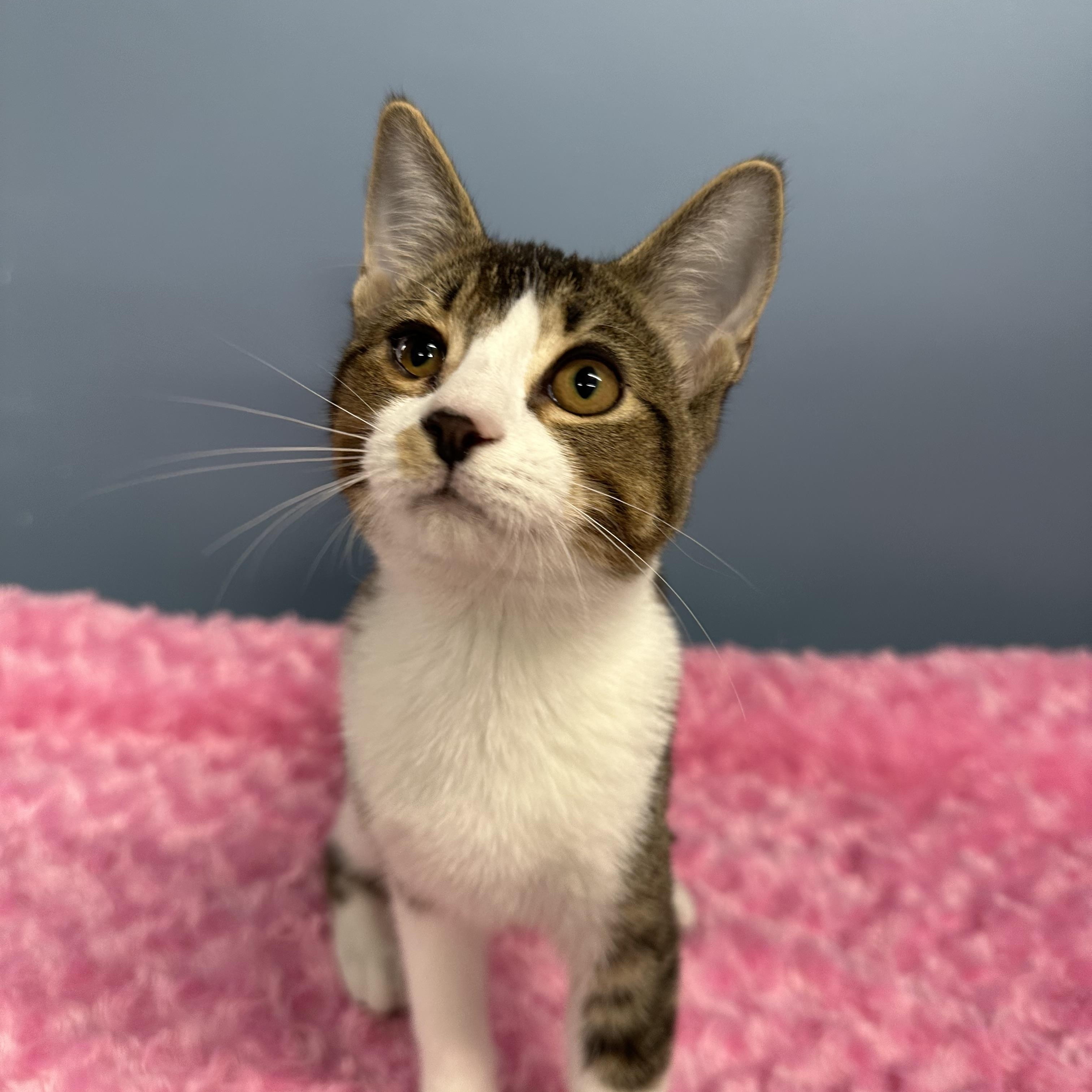Enlarge Fifi, a Adoptable Domestic Short Hair in Exeter, RI image 1/3