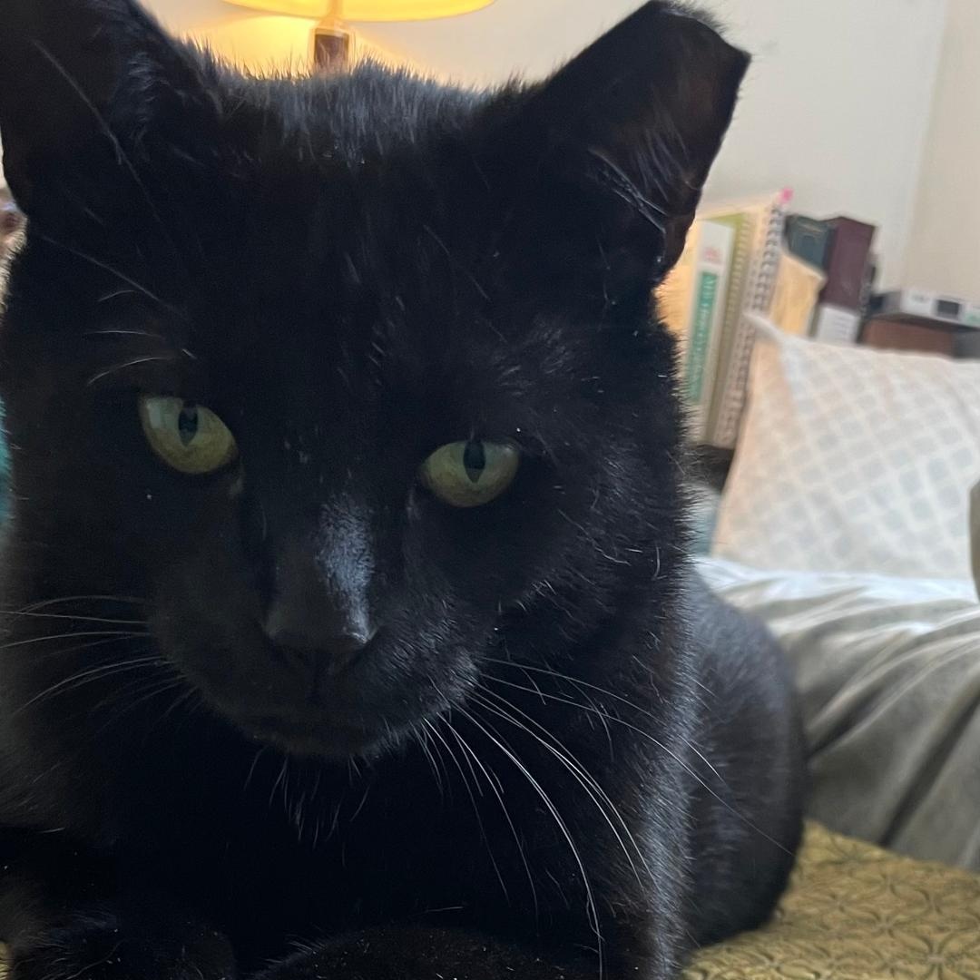 Enlarge Charlee, a ADOPTABLE Domestic Short Hair in Gastonia, NC image 1/1