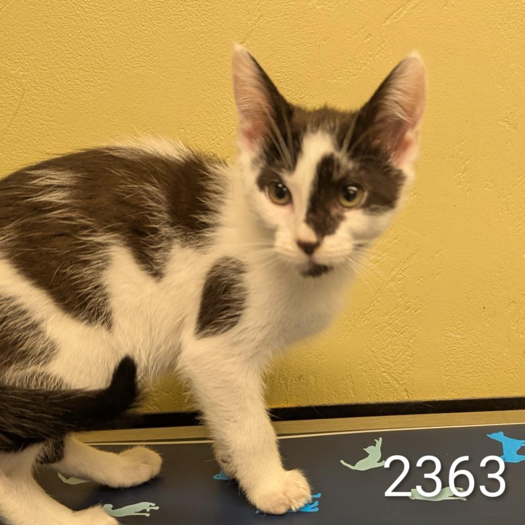 Rotor, Adoptable, Kitten Male Domestic Short Hair.