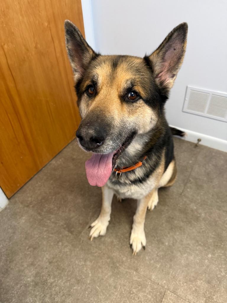 Enlarge Bruno, a Adoptable mixed breed in Gloversville, NY image 1/2