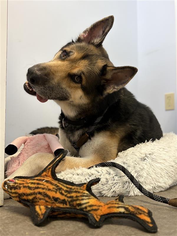 Bruno, Adoptable, Adult Male German Shepherd Dog & Akita.