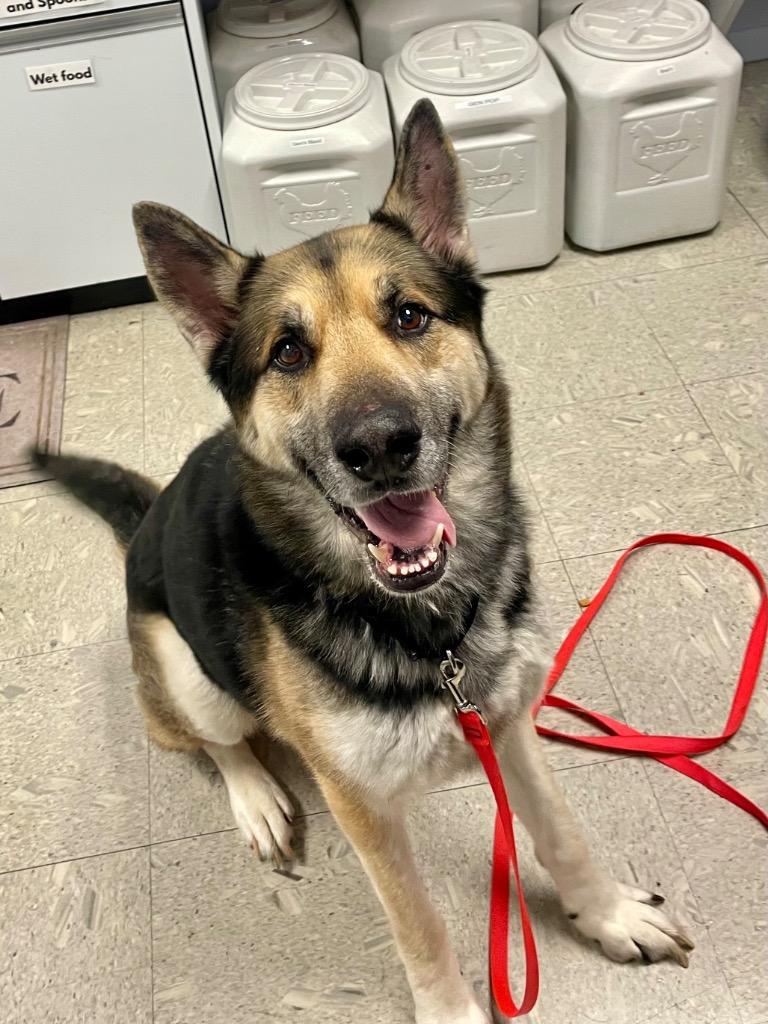 Enlarge Bruno, a Adoptable mixed breed in Gloversville, NY image 2/2