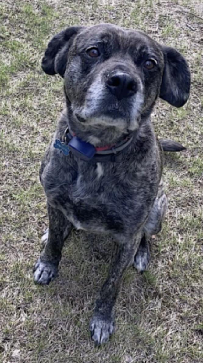 Yeager, a Adoptable mixed breed in Portland, ME image 3/6
