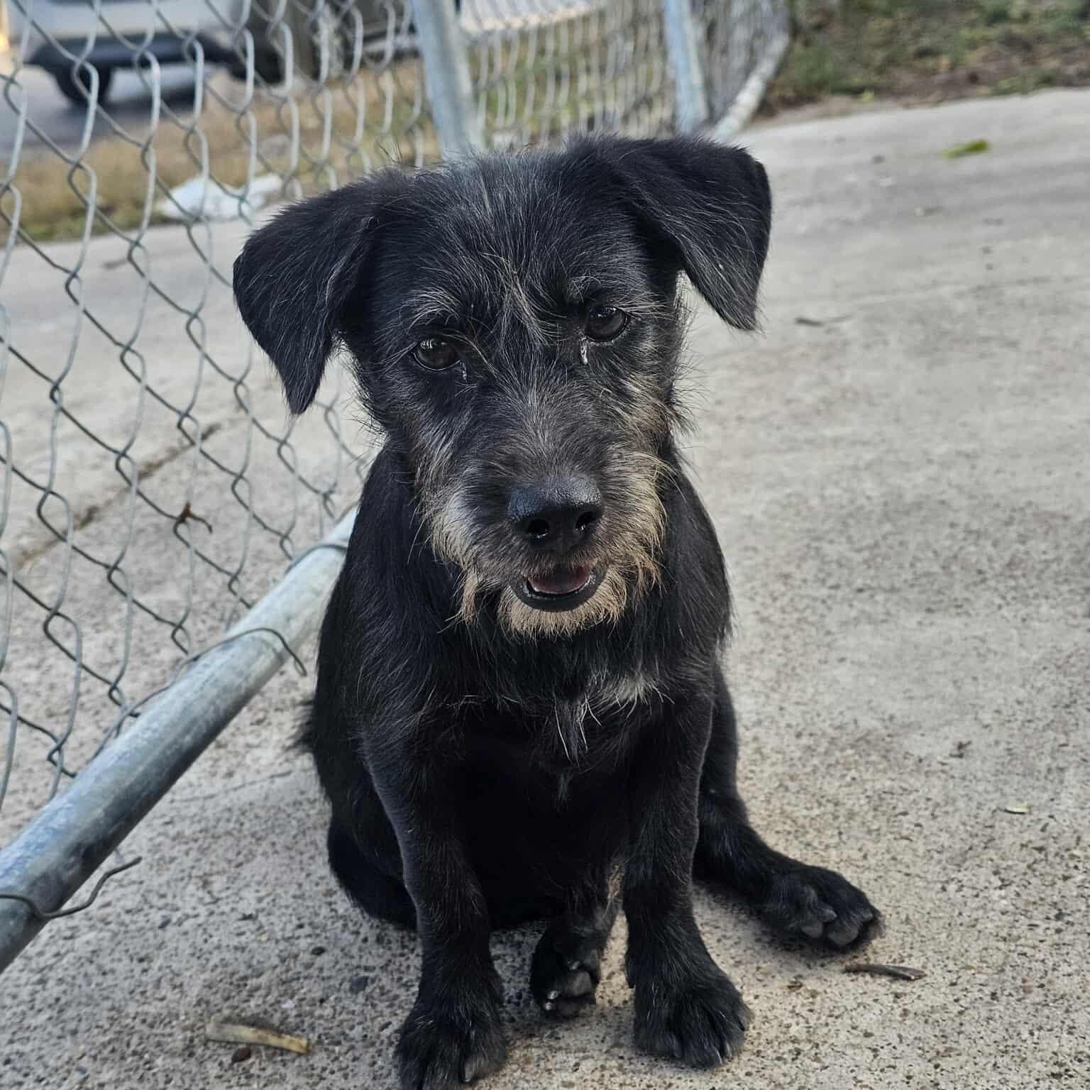 Enlarge McGee & Gibbs, a ADOPTABLE mixed breed in PLAINFIELD, CT image 1/2