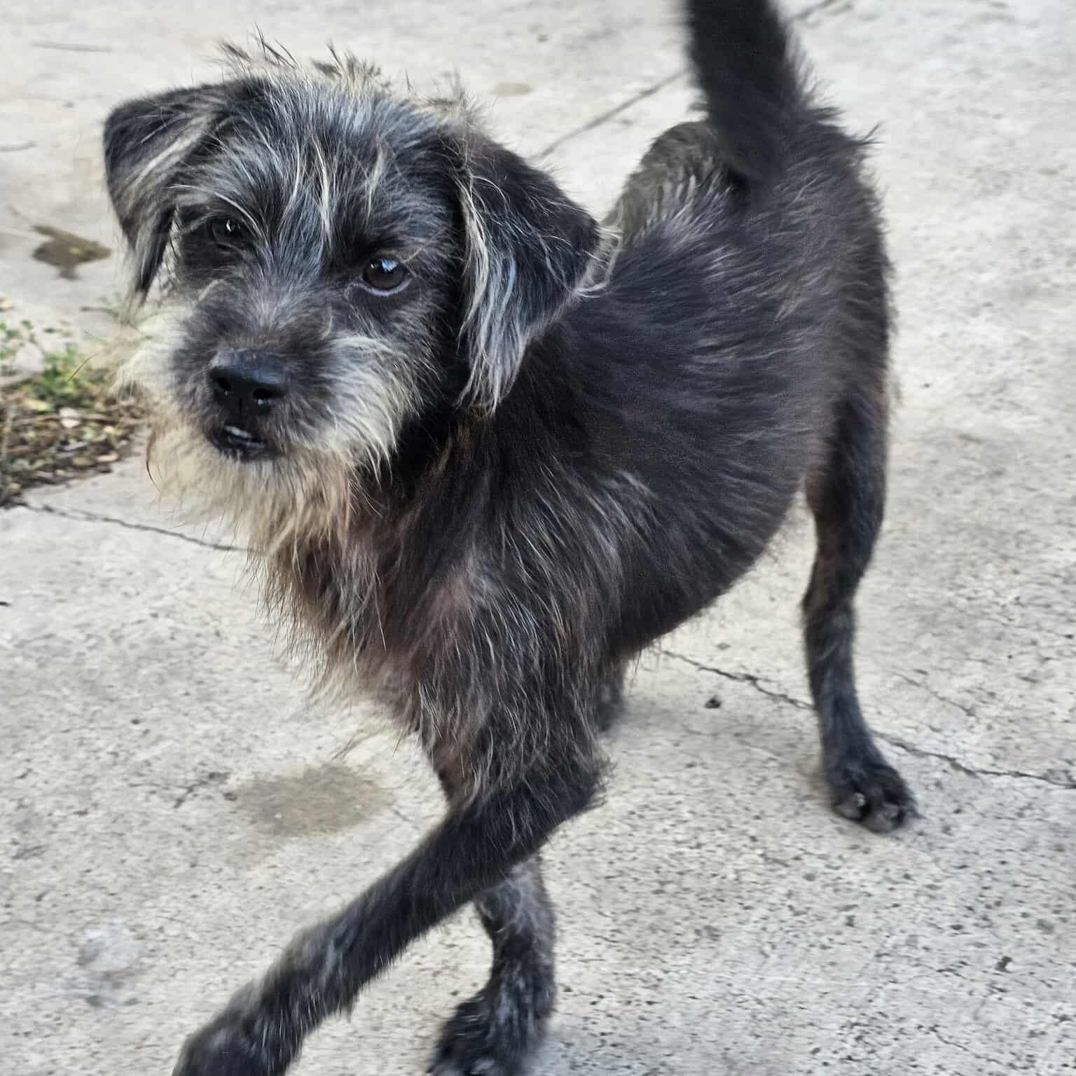 Enlarge McGee & Gibbs, a ADOPTABLE mixed breed in PLAINFIELD, CT image 2/2