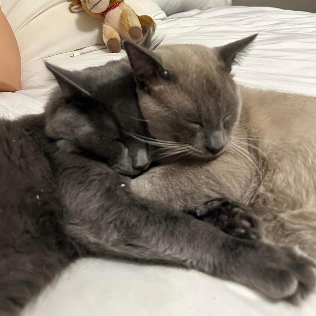 Preston Row-AR, Adoptable, Young Male Domestic Medium Hair.