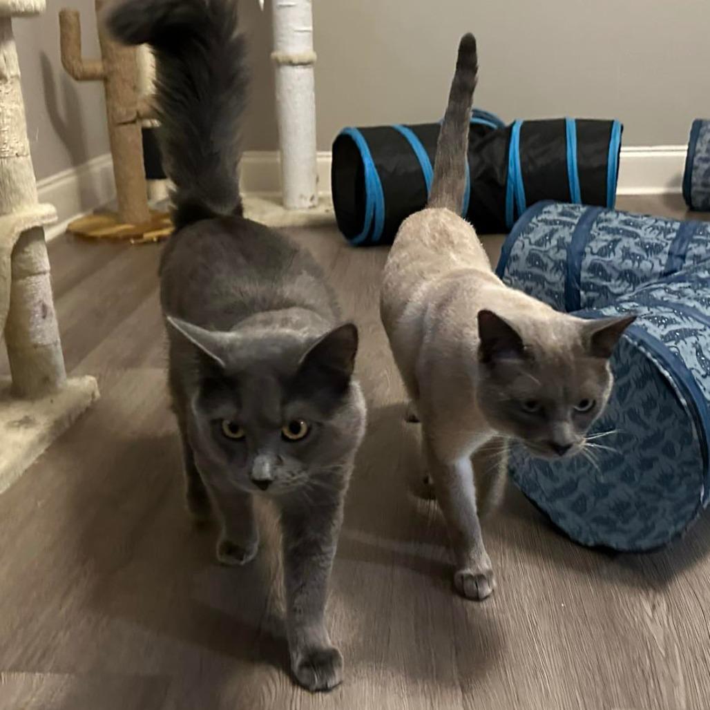 Enlarge Preston Row-AR, a Adoptable Domestic Medium Hair in Tallahassee, FL image 2/3