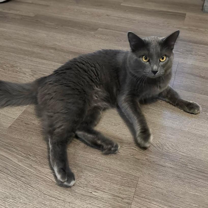 Enlarge Preston Row-AR, a Adoptable Domestic Medium Hair in Tallahassee, FL image 3/3