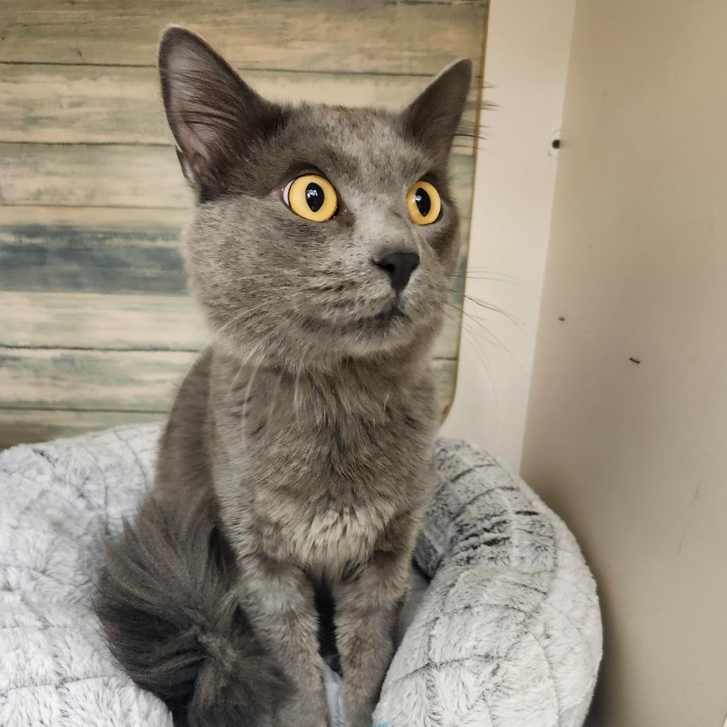 Enlarge Preston Row-AR, a Adoptable Domestic Medium Hair in Tallahassee, FL image 4/4