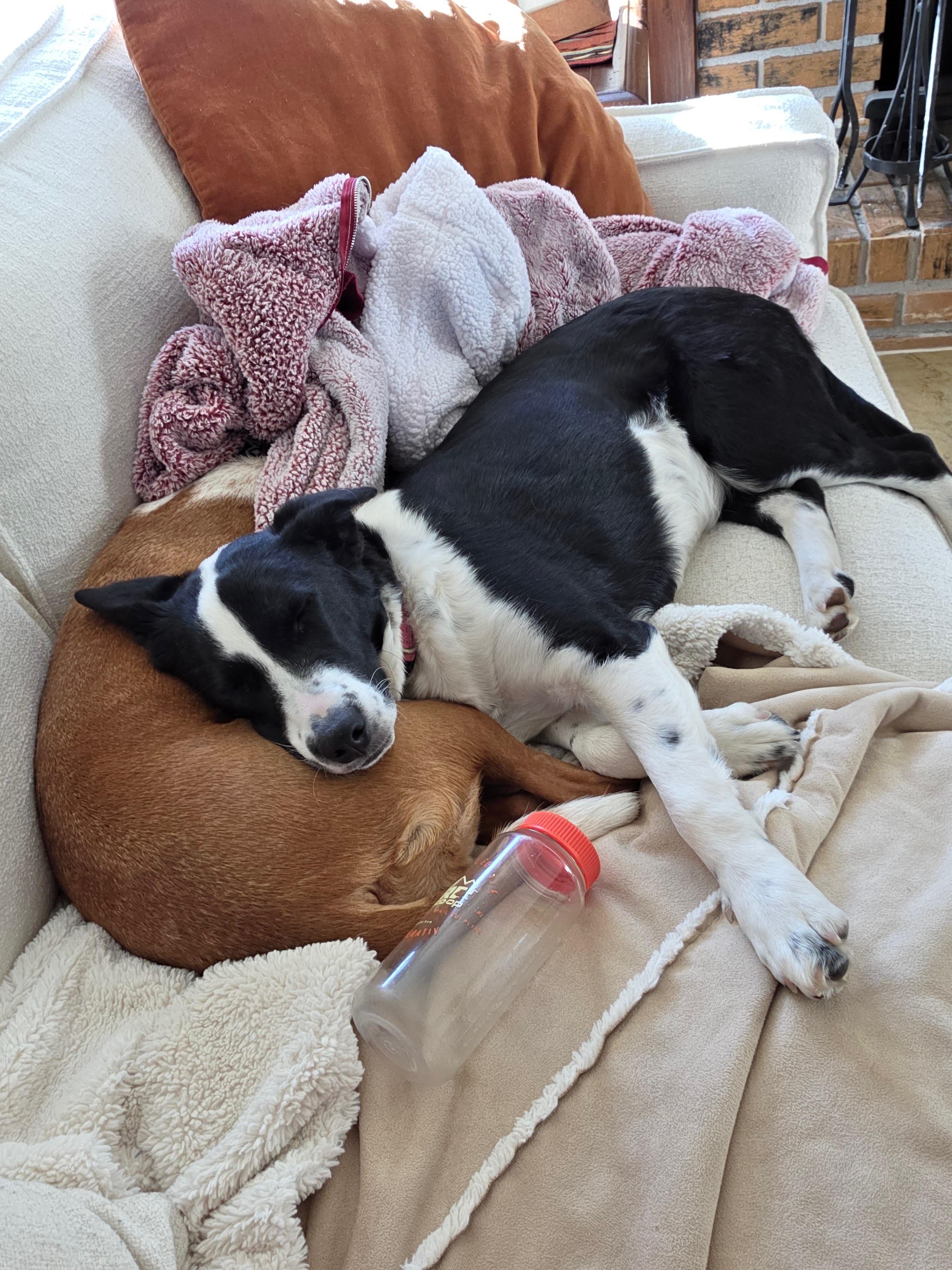 Enlarge Penelope, a Adoptable mixed breed in Commerce City, CO image 4/6
