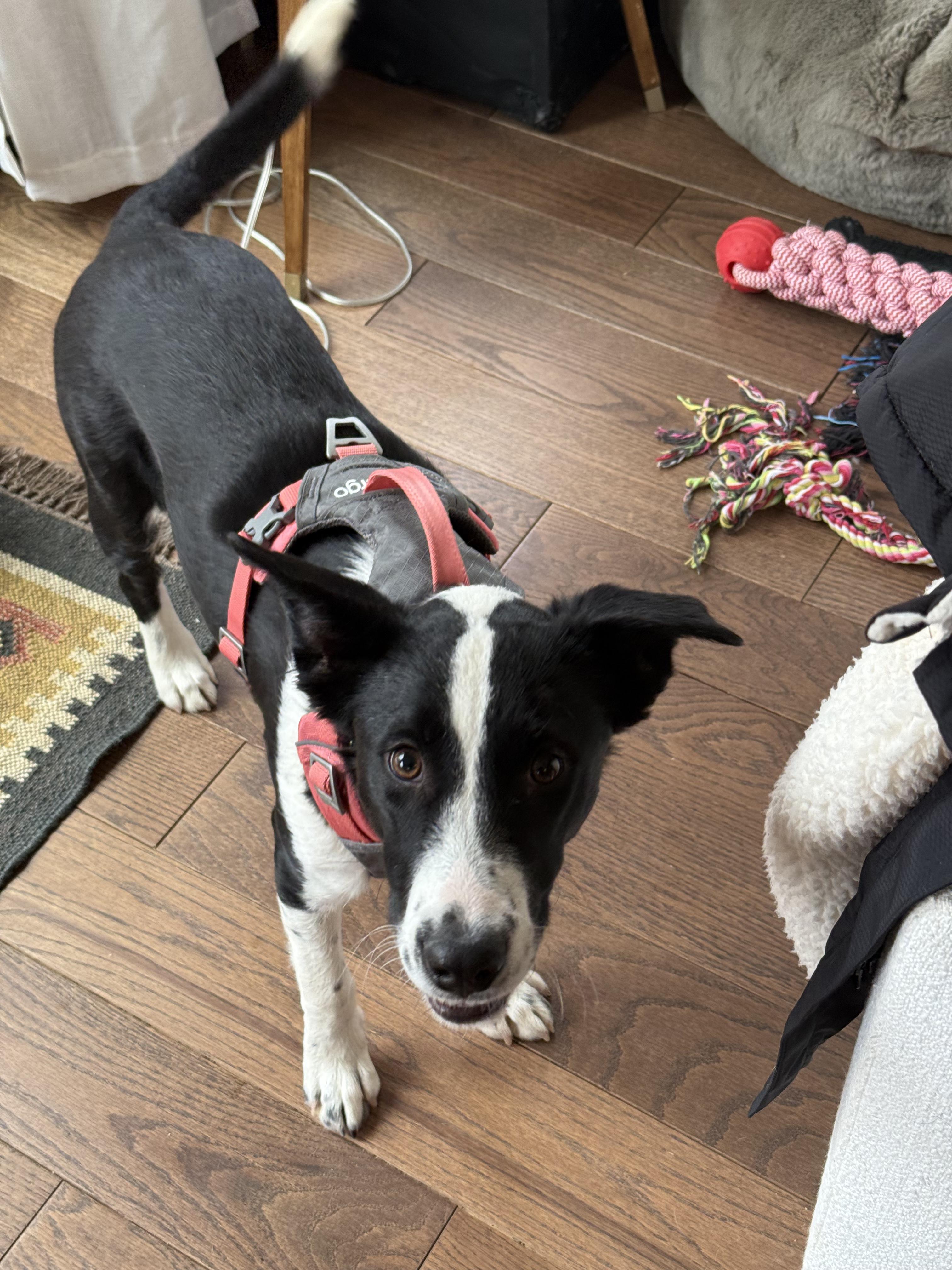 Enlarge Penelope, a Adoptable mixed breed in Commerce City, CO image 1/6