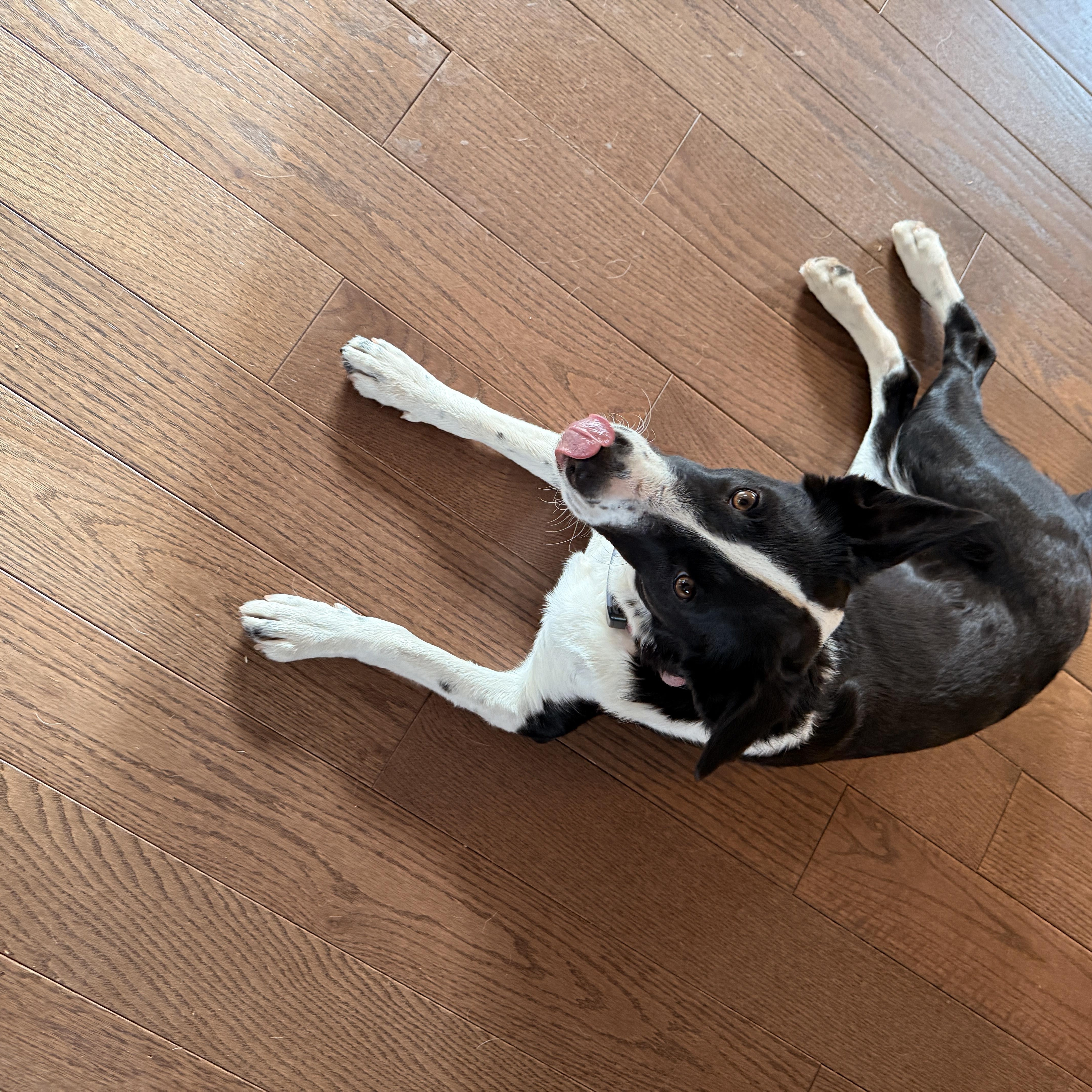 Enlarge Penelope, a Adoptable mixed breed in Commerce City, CO image 6/6
