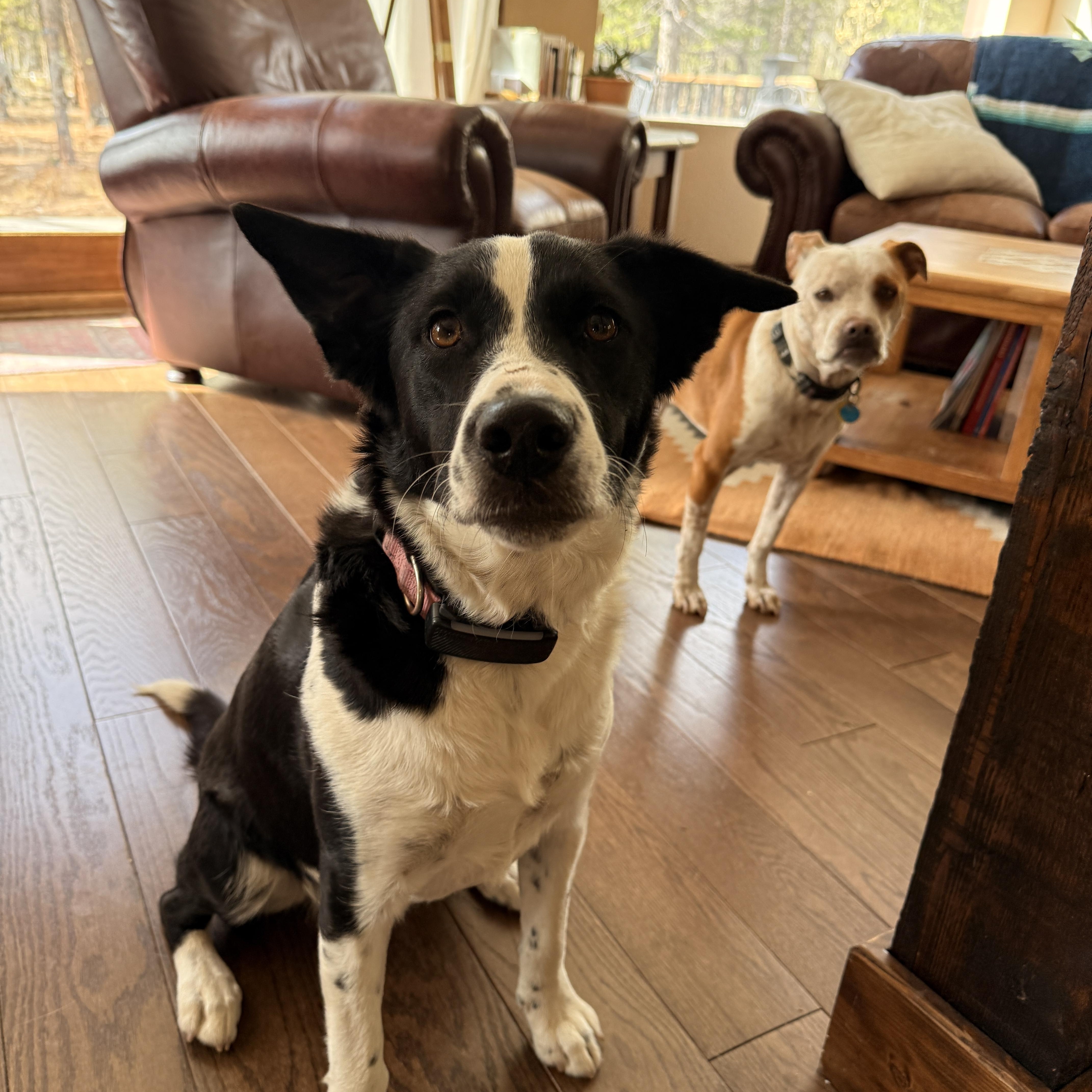 Enlarge Penelope, a Adoptable mixed breed in Commerce City, CO image 2/6