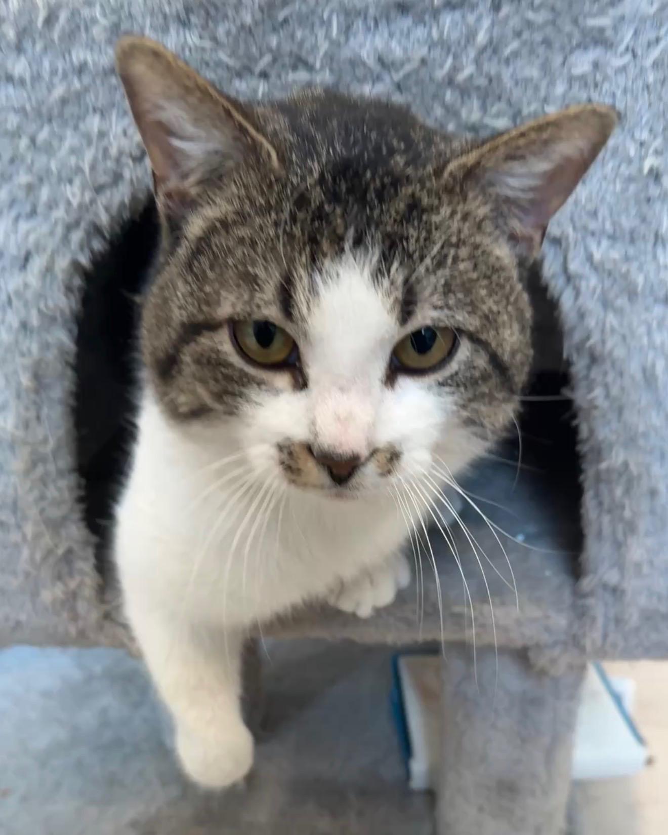 Enlarge Chance, a ADOPTABLE Domestic Short Hair in Highland, IN image 1/5