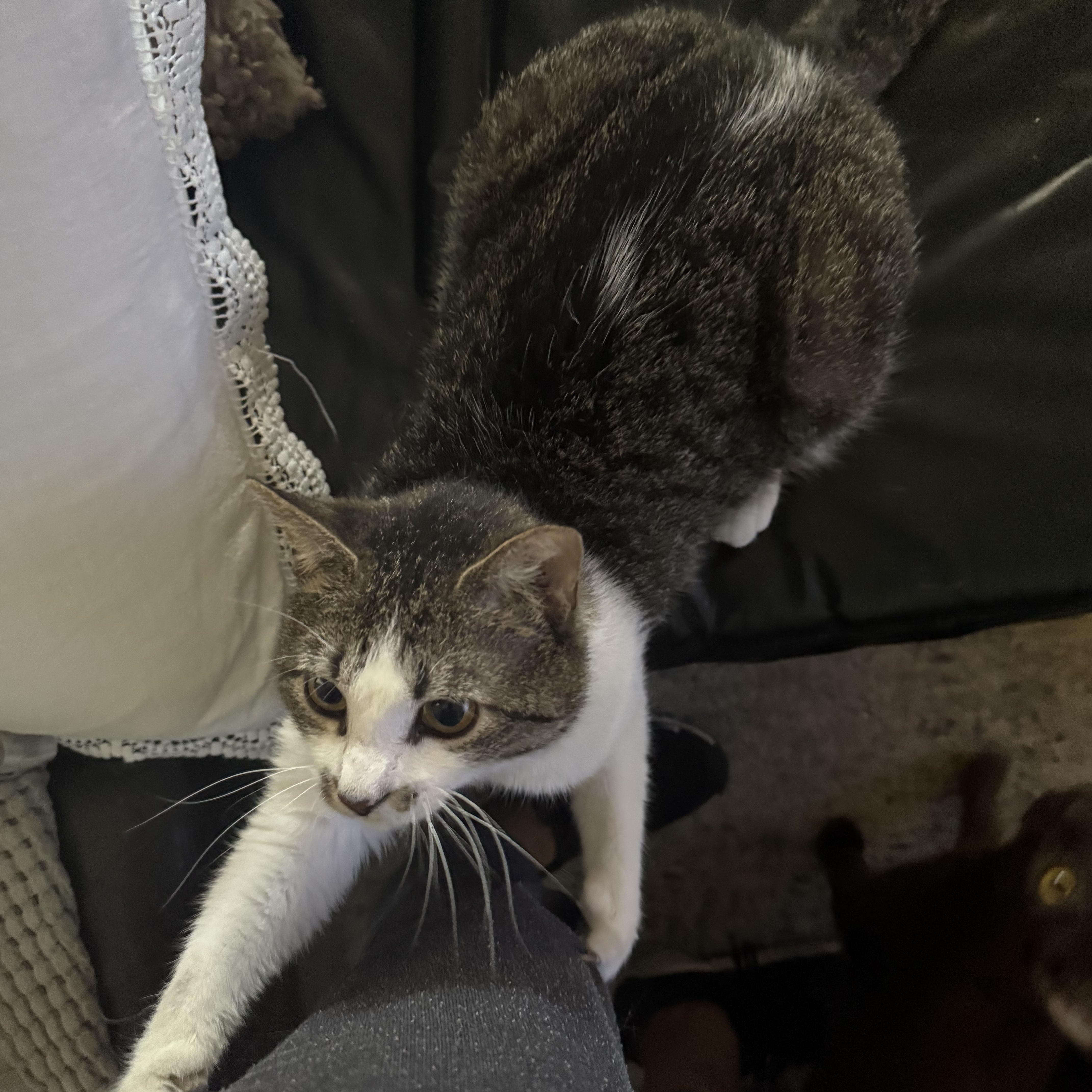 Chance, a ADOPTABLE Domestic Short Hair in Highland, IN image 6/6