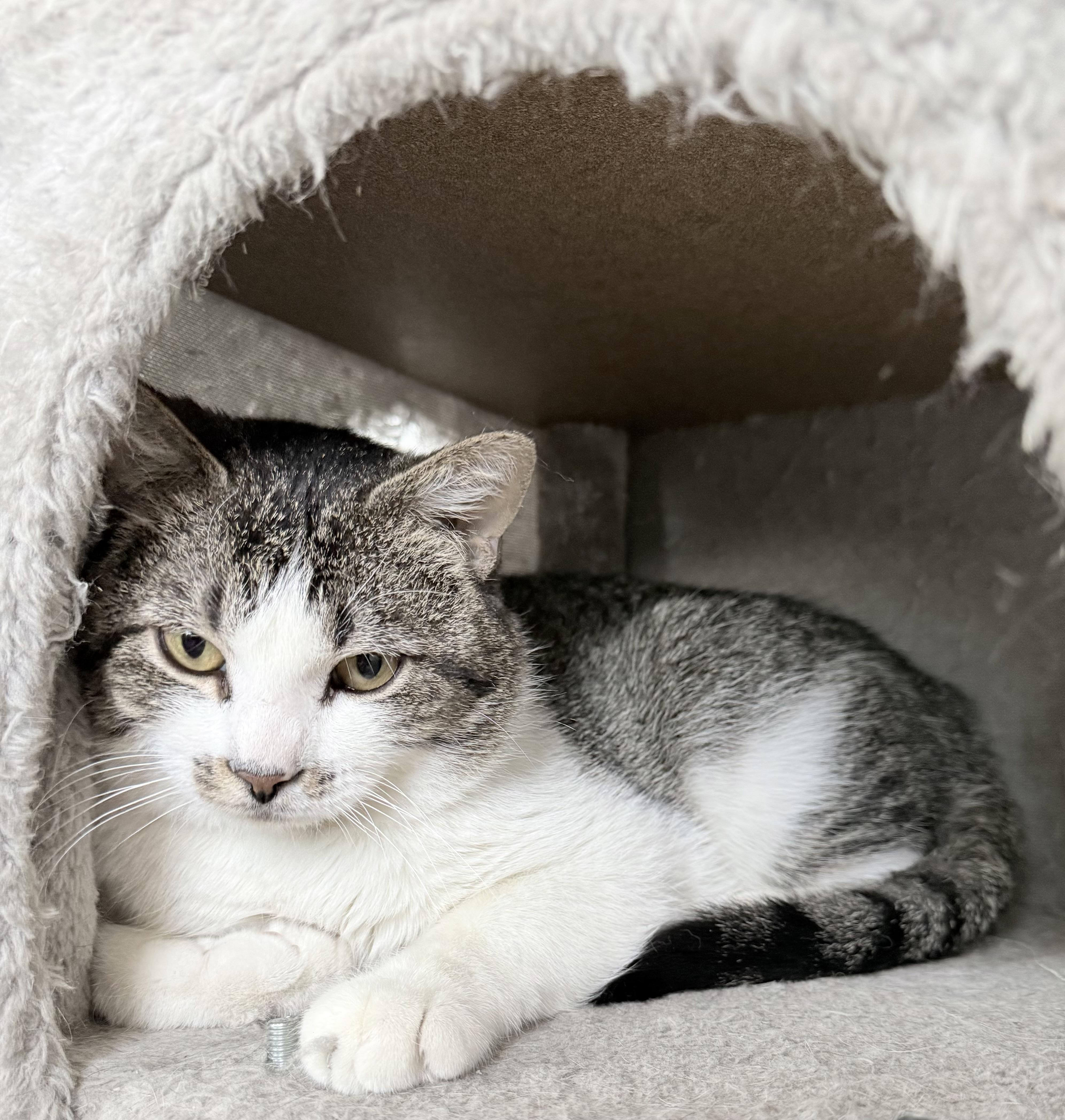 Enlarge Chance, a ADOPTABLE Domestic Short Hair in Highland, IN image 2/5