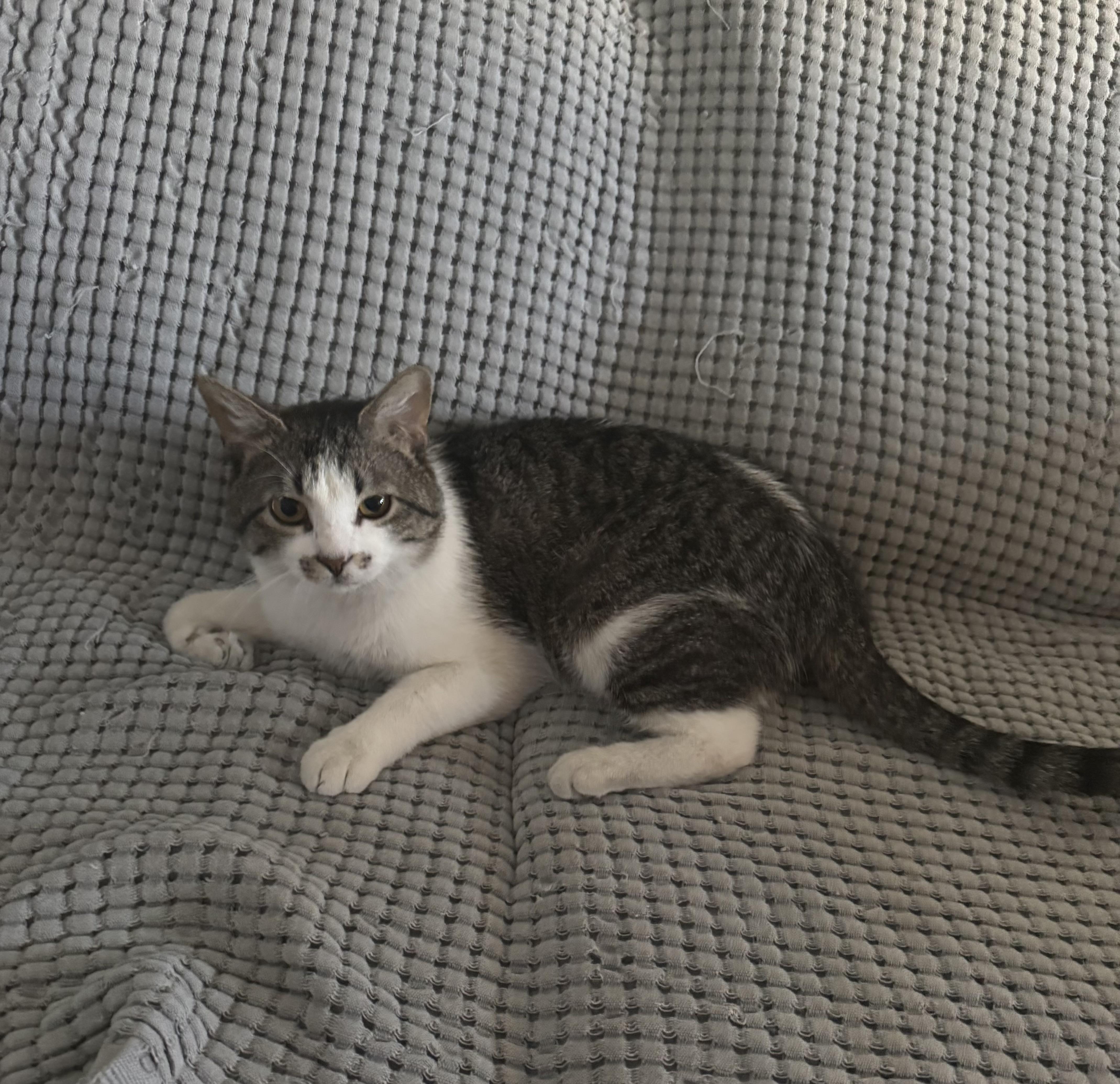 Chance, a ADOPTABLE Domestic Short Hair in Highland, IN image 5/6