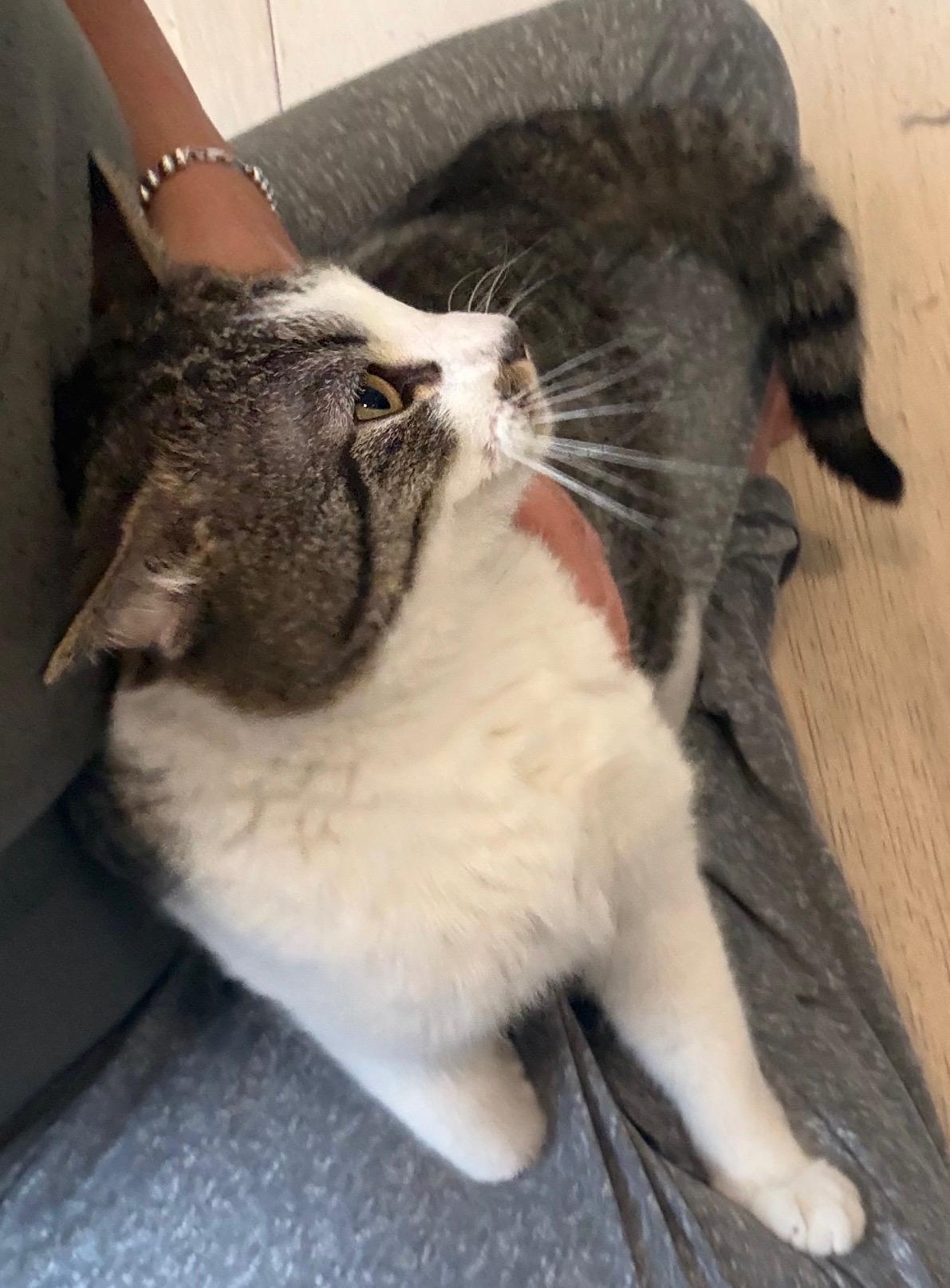 Enlarge Chance, a ADOPTABLE Domestic Short Hair in Highland, IN image 3/5