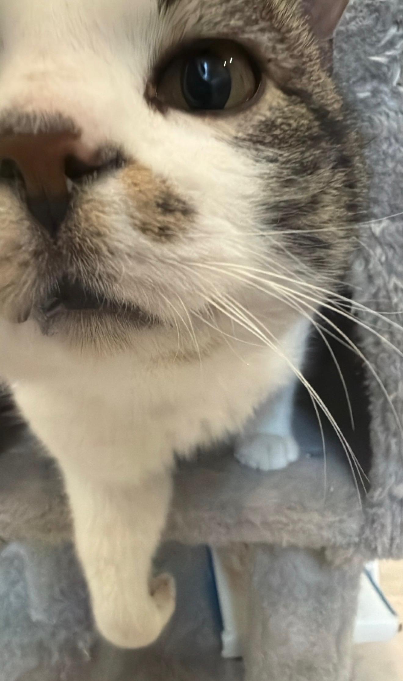 Enlarge Chance, a ADOPTABLE Domestic Short Hair in Highland, IN image 5/5