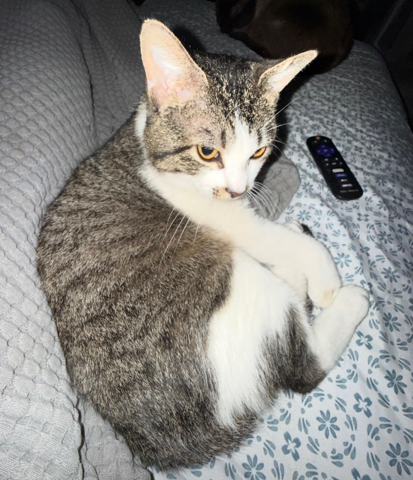 Enlarge Chance, a ADOPTABLE Domestic Short Hair in Highland, IN image 4/5