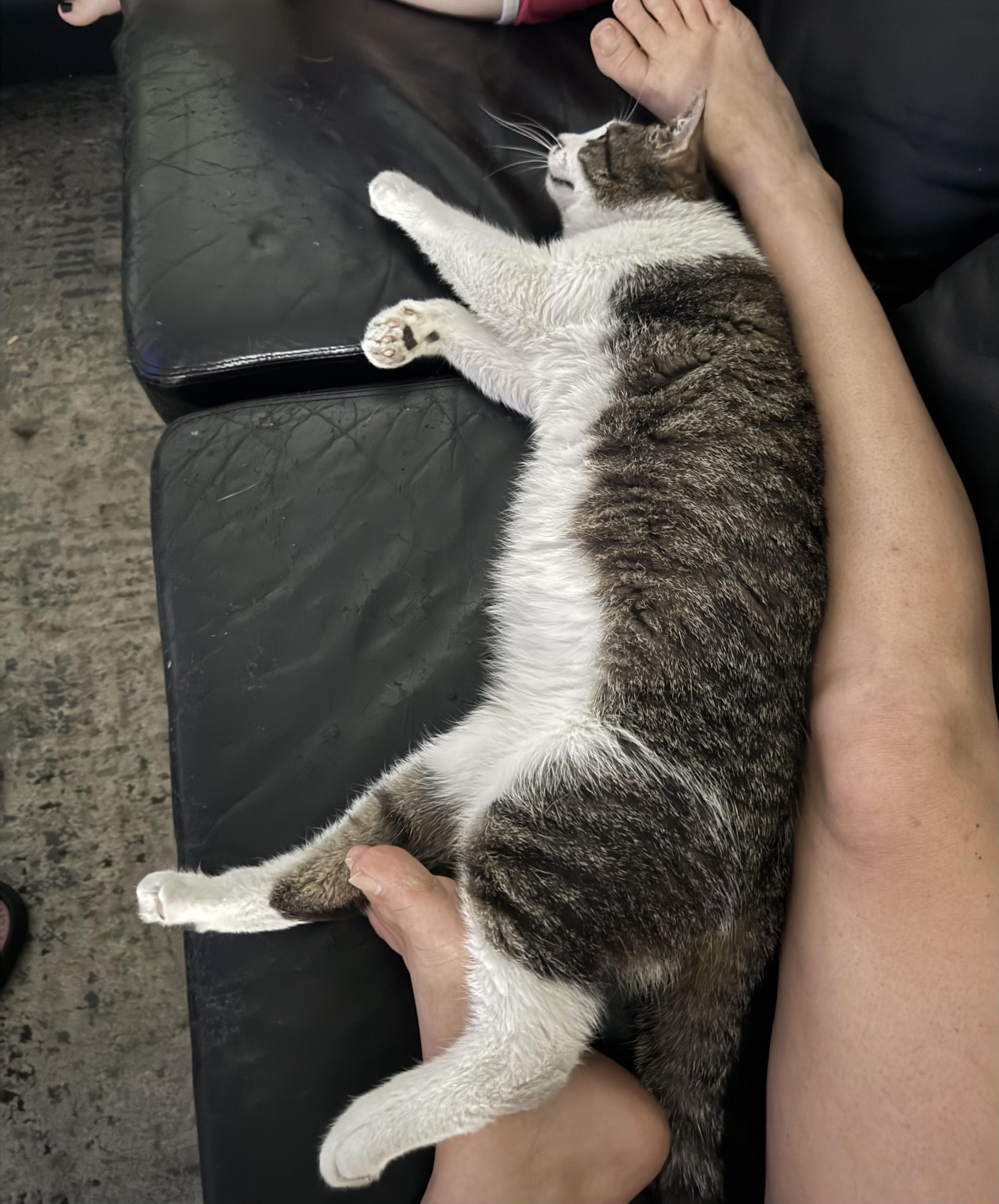 Chance, a ADOPTABLE Domestic Short Hair in Highland, IN image 4/6