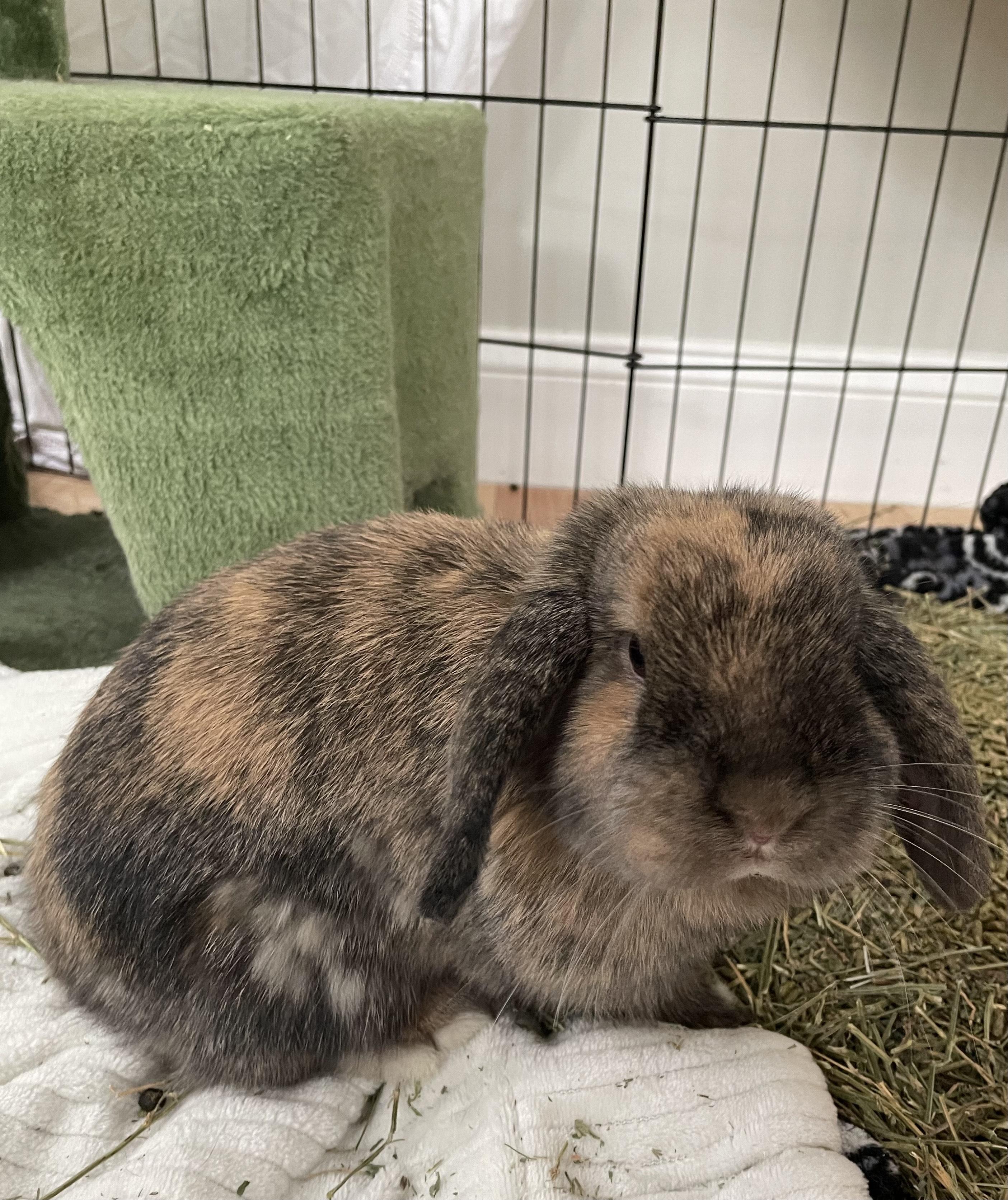 Pancakes, ADOPTABLE, Adult Female Holland Lop & Harlequin.