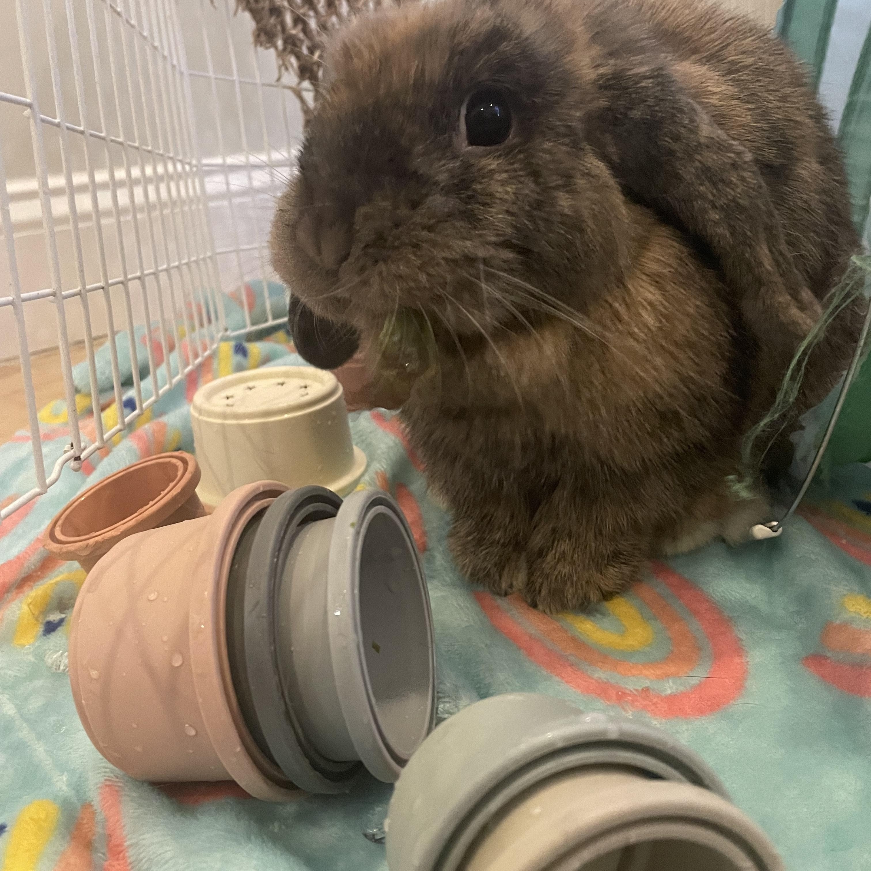 Enlarge Pancakes, a ADOPTABLE mixed breed in Philadelphia, PA image 3/3