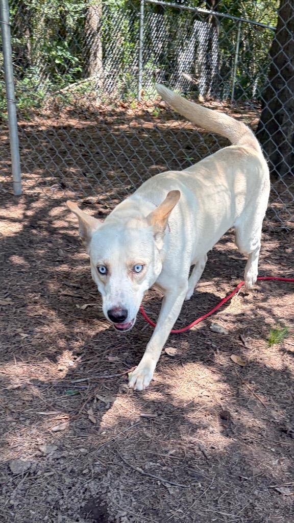 Enlarge Zoe, a Adoptable mixed breed in Little Rock, AR image 1/3