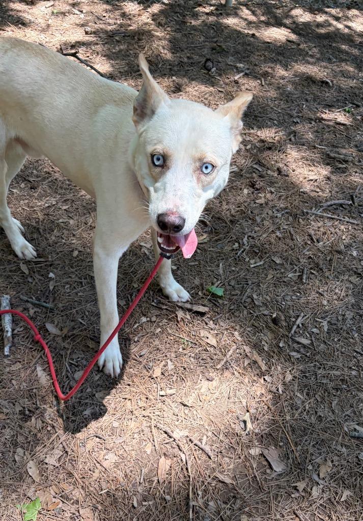 Enlarge Zoe, a Adoptable mixed breed in Little Rock, AR image 2/3