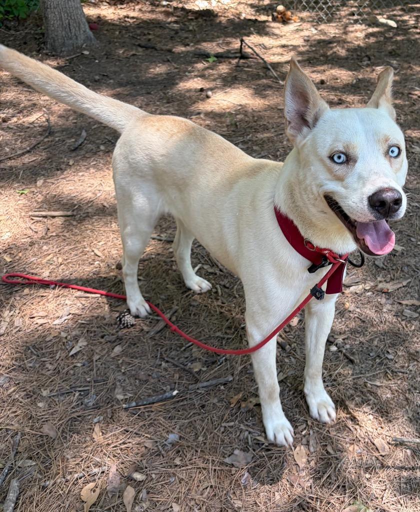 Enlarge Zoe, a Adoptable mixed breed in Little Rock, AR image 3/3