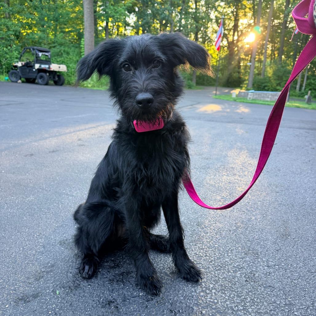 Stella Grace - Home to Home, Adoptable, Young Female Standard Poodle & Golden Retriever.