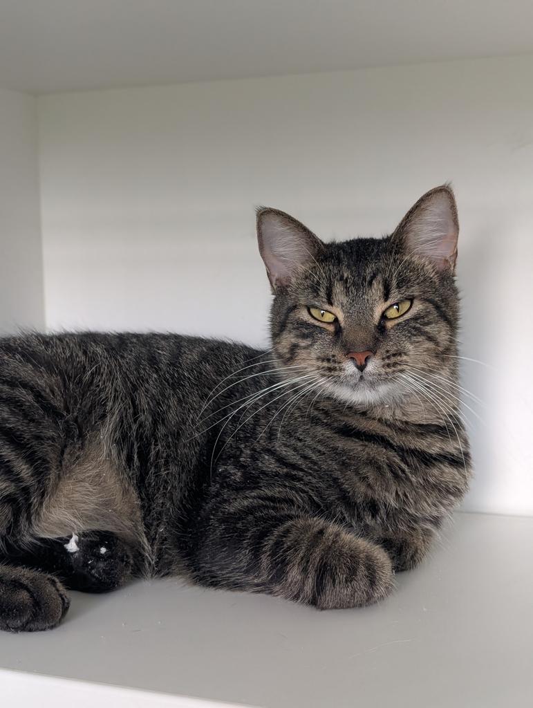 Enlarge Jasper, a Adoptable mixed breed in Greenfield, IN image 2/6