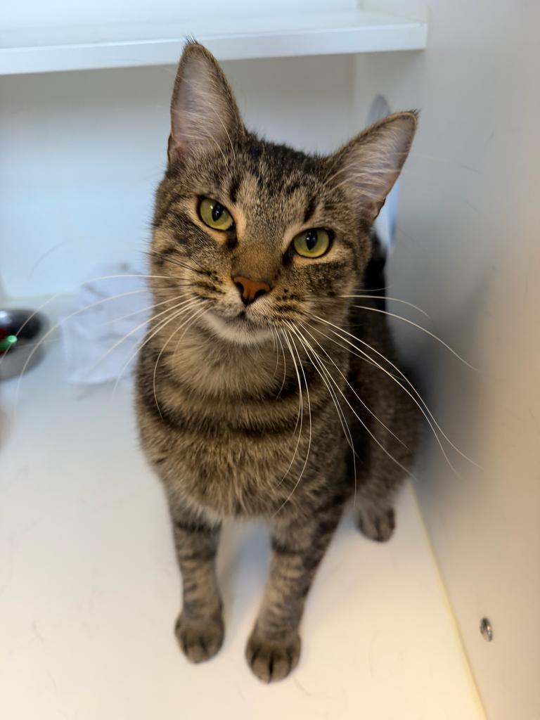 Enlarge Jasper, a Adoptable mixed breed in Greenfield, IN image 4/6